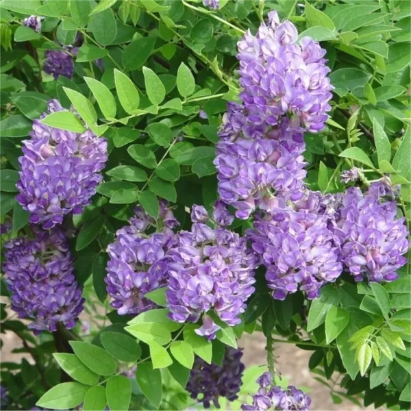 Amethyst Falls Wisteria Frutescens Live &quot;Starter&quot; Plant Garden - $43.98