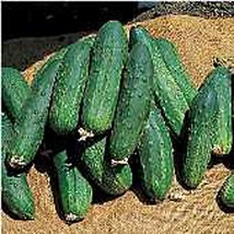 Bush Pickle Cucumbers Seeds Gardening Easy Grow USA SHIPPING - $5.60