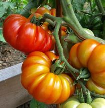 Tomato Mix Beefsteak Heirloom Colorful Non-GMO 50 Seeds - £7.08 GBP