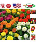 California Giant Zinnia Flower Seeds Mix - 1,500 Non-GMO Blooms for Summer - $22.57 CAD