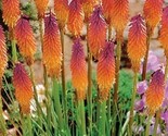 Orange Purple Hot Poker Torch Lily Flower Plants Garden 15 Pure Seeds - £4.79 GBP