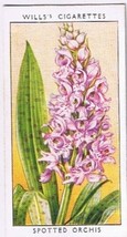 Wills Cigarette Card Wild Flowers #29 Spotted Orchis - £0.78 GBP