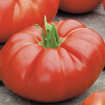 FA Store 50 Seeds Tomato Beefsteak Determinate Bush Variety Heirloom Slicing Usa - £8.31 GBP