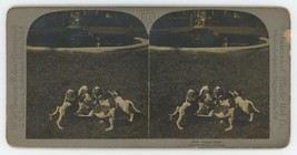 1903 Real Photo Stereoview Supper Time. Seven Adorable Puppies Eating on Lawn - £29.16 GBP