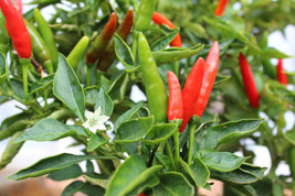 Item image 1 image 1