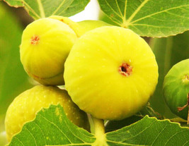 Ficus carica seeds white Madeira fig semillas graines - £4.02 GBP+