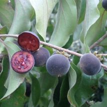 Ceylon Gooseberry (Dovyalis hebecarpa) Ketembilla tropical live fruit tree 20&quot; - £60.56 GBP