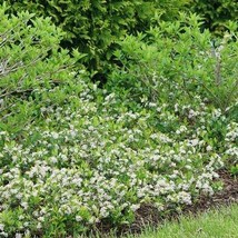 Aronia melanocarpa Ground Hug™ - Groundcover Chokeberry  - 4” Pot Size P... - $25.00
