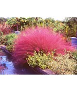 40 Pink Muhly Grass Cotton Candy Grass Muhlenbergia Capillaris Heirloom ... - €11,94 EUR