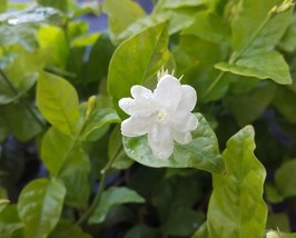 Jasmine Sambac~Maid of Orleans~Tea Jasmine Fragrant Flowers Live Plants ... - £20.77 GBP