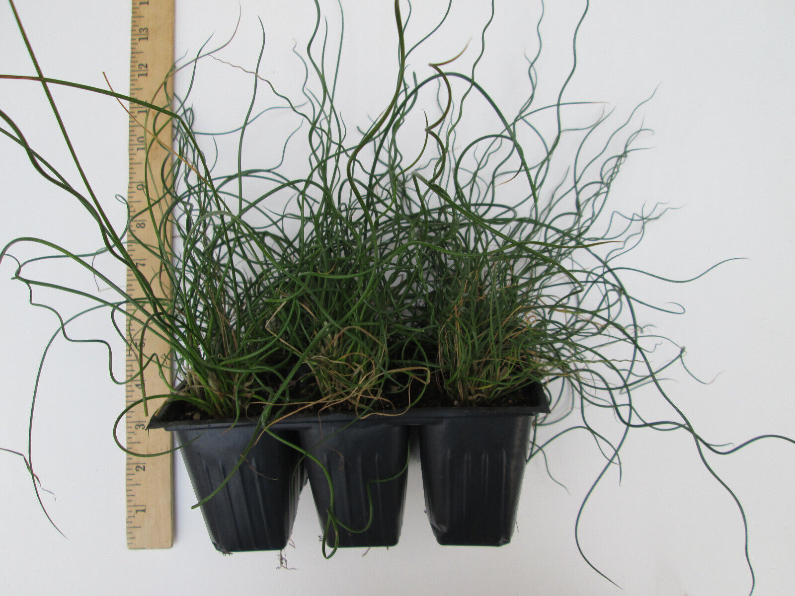 Twister Corkscrew Rush (Juncus effusus), Live potted Clumps, Ornamental Grass - $18.76 - $29.50