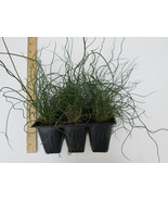 Twister Corkscrew Rush (Juncus effusus), Live potted Clumps, Ornamental ... - $18.76+