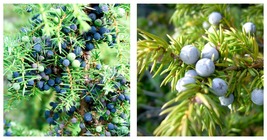 Common Juniper Juniperus Communis Tree Shrub 180 Seeds INTERNATIONAL SHIP - £27.32 GBP