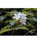 FMG Mandevilla Laxa Brazilian Jasmine Suaveolens White 8 Seeds Planting ... - $23.94 CAD