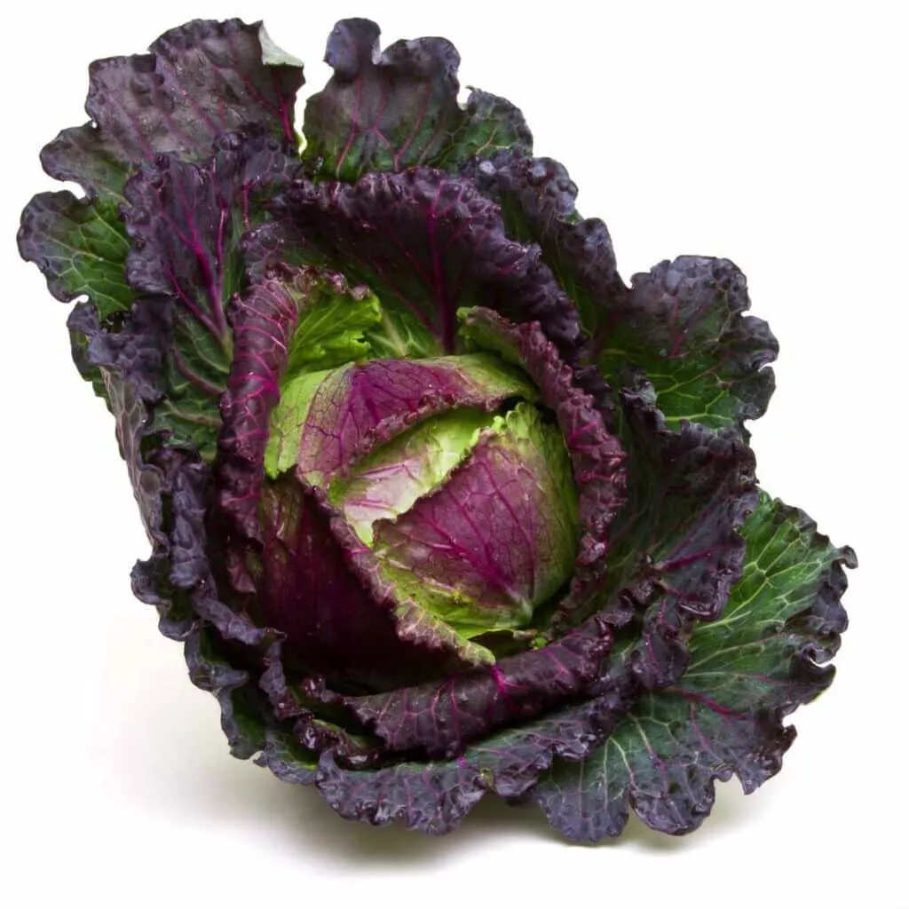 PSStore 500 January King Cabbage For Garden Planting Vegetable Seeds - £8.17 GBP