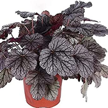 Heuchera micrantha - Whitish Black 100PCS Seeds Gray - £11.98 GBP