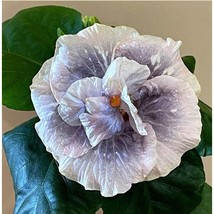 25 Hibiscus Luna Double Blooms Lilac Purple Exotic Color Hibiscus Seeds 2 Fresh  - £6.71 GBP