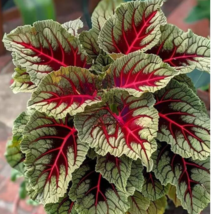 BPASTORE 25 Seeds Dragons Blood Coleus Flowers Red Vain Leaves Garden - $10.33