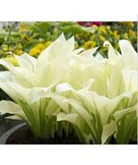 20pcs Hosta Plantaginea Fragrant Plantain Seeds Fire And Ice Shade White... - $7.91 CAD