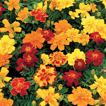 25 Safari Mix Marigold Seeds Planting Fast US Shipping - £8.46 GBP