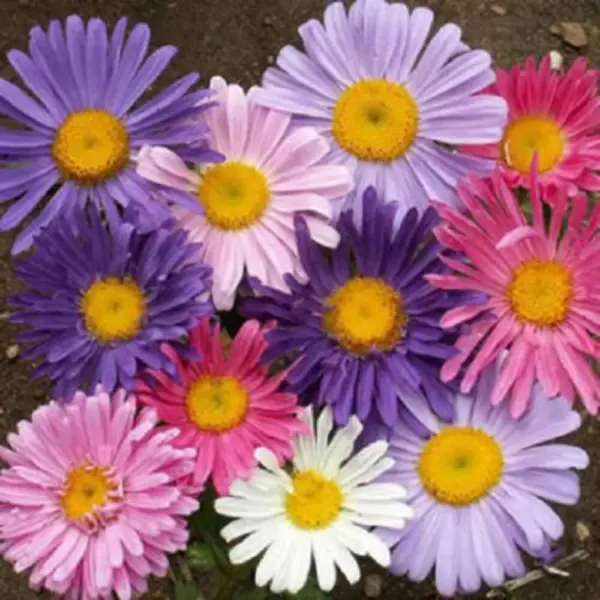 Top Seller 250 Mixed Colors China Aster Callistephus Chinensis Flower Seeds - $14.60