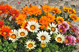 30 Mixed Colors Gazania Rigens Treasure Flower Seeds - $5.40