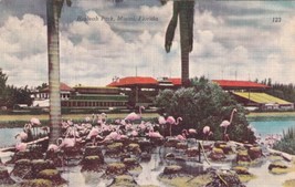 Florida FL Miami Hialeah Park Flamingos Postcard D55 - £2.34 GBP