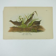 Bird Lithograph Print After John James Audubon Sora Common Rail Antique 1890 - £15.63 GBP
