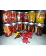 Fresh Pickled Carolina Reaper/Ghost Pepper/Moruga/Bhutlah/Habanero vario... - €6,42 EUR+