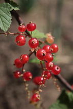SHIPPED FROM US 40 Wax Currant Edible Fruit Berries Flowers Shrub Seeds, LC03 - £11.99 GBP