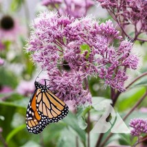 Joe Pye Weed Sweet Perennial Fall Planting Pollinators Butterflies Usa 300 Seeds - $10.50