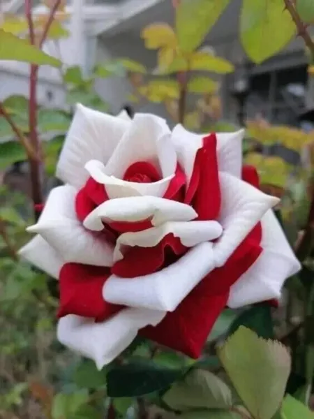 Peppermint Stick Rose Flowers Planting Bush 25 Seeds Garden - $7.98