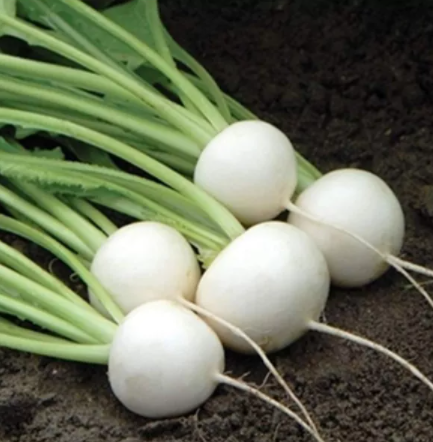 Hakurei F1 Turnip 200 Seeds This Is the One That Sets the Standard for Flavor
