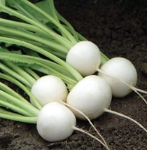 Hakurei F1 Turnip 200 Seeds This Is the One That Sets the Standard for Flavor - £10.50 GBP
