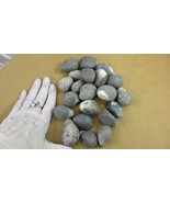 (tn-41) 1 pound natural Tagua Nut whole nuts craft Carving Dried plain u... - €34,23 EUR