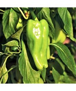 Cubanelle Pepper Sweet Green Cuban Chili Peppers Vegetable Easy To Grow Garden U - $12.89