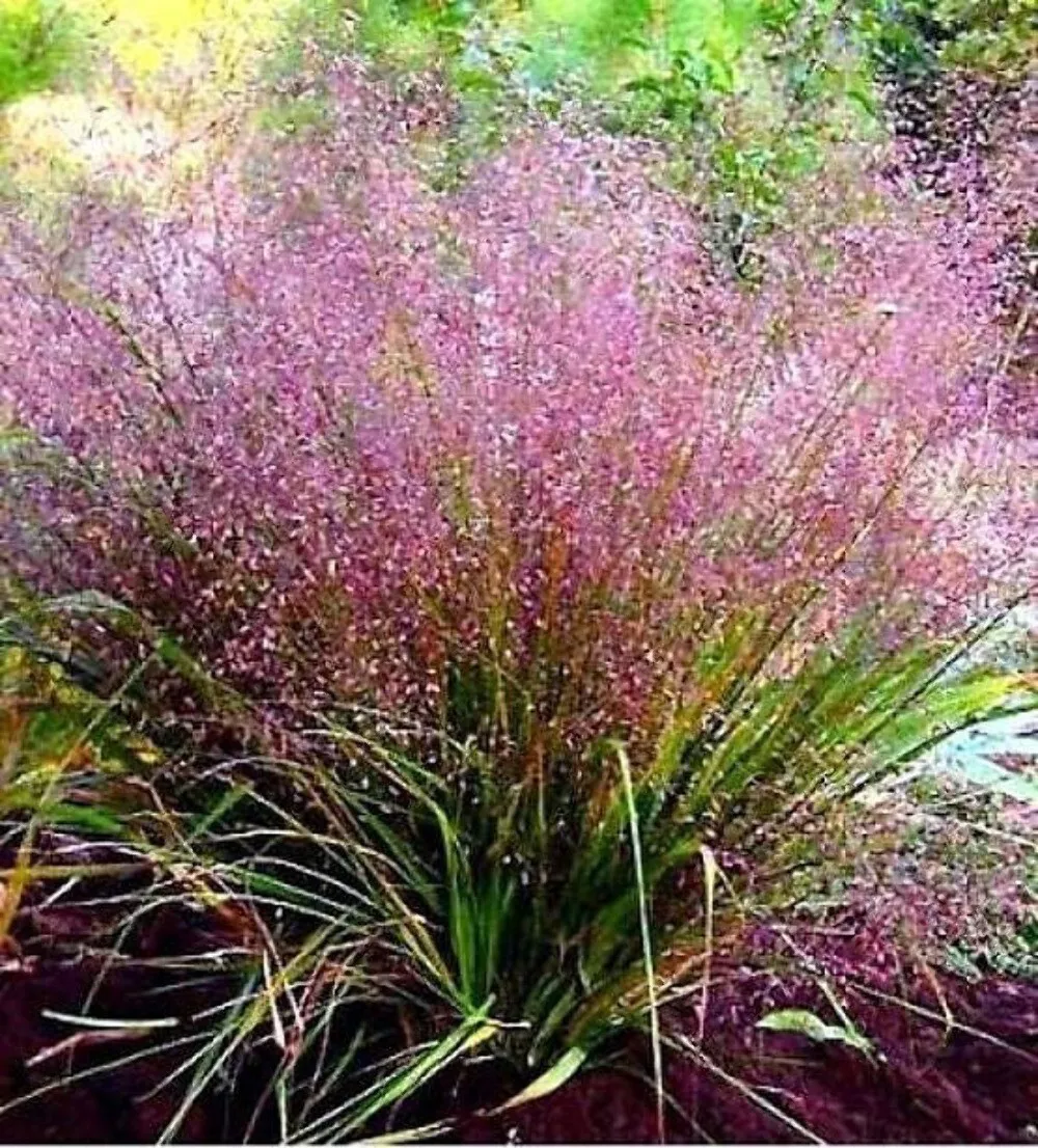 100 Purple Lovegrass Eragrostis Spectabilis Native Love Grass Flower Seeds Usa S - £8.27 GBP