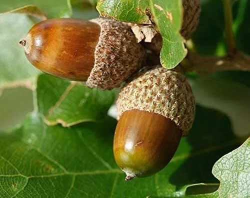 White Oak Tree Seeds For Planting 5 Big Healthy Seeds White Oak Is Prized Fo Usa - £19.98 GBP