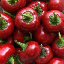 Red Cherrys Pepper Seeds 50 Cherry Bomb Vegetable Heirloom  - £6.52 GBP