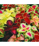 Coleus Rainbow Mix Flower Seeds Non Gmo Fresh Harvest - £3.85 GBP