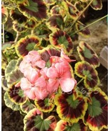 US-Seller 50 PCS Pelargonium Peltatum Seeds for Mini Indoor Bonsai Home ... - $8.02