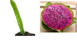 Live Plant Edgar&#39;s Baby Dragon Fruit - Hylocereus undatus - Live Plant - £32.12 GBP