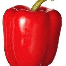 Big Red Bell Pepper Seeds Of 10 Seeds New Fresh US Shipping - $4.80
