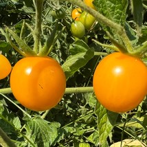 Egg Yolk Tomato Seeds Beautiful Garden Fresh USA Garden - $7.49