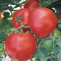 Fantom F1 Hybrid Tomato Seeds (25+ Seeds) - £3.54 GBP