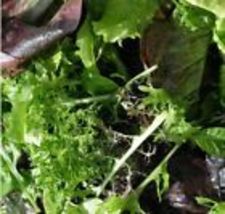 Lettuce Gourmet Salad Blend Red &amp; Green Cool Season Garden 250 Seeds Non-GMO - £9.59 GBP