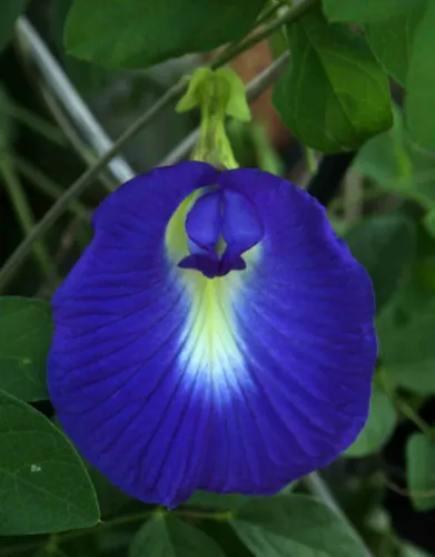 Clitoria Ternatea Vine Single Blue 15 Seeds Butterfly Pea Asian Pigeonwi... - £8.18 GBP