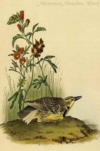 Missouri Meadow Lark by John James Audubon - Art Print - £16.52 GBP+