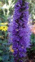 50+ Violet Liatris Flower Seeds - £7.78 GBP