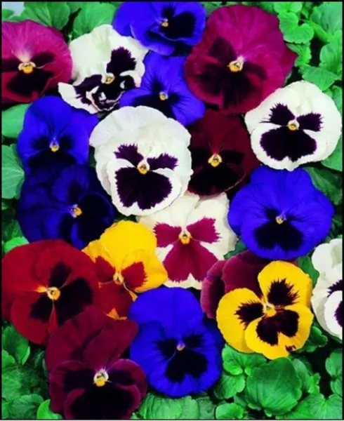Pansy Swiss Giant Mix 50 Fresh Seeds - £10.47 GBP